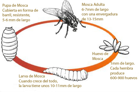 ciclo_vida_moscas.jpg